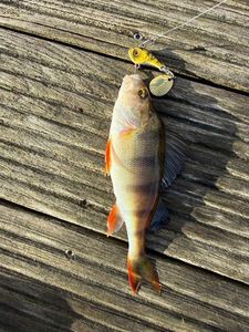 European Perch