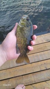Smallmouth Bass