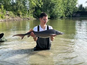Sturgeon