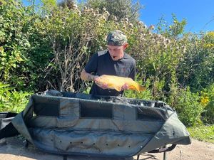 Common Carp