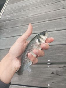 European Bass (Seabass)