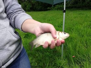 Crucian Carp