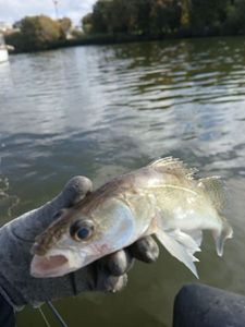 Zander
