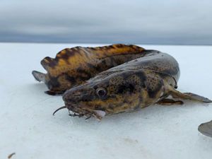 Burbot