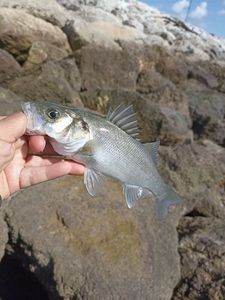 European Bass (Seabass)