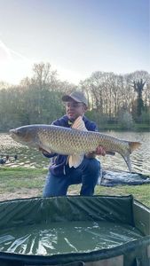 Grass Carp