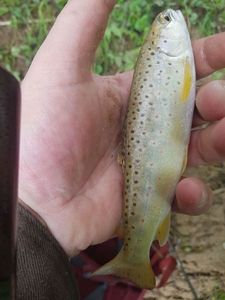 Brown Trout