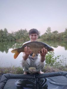 Common Carp