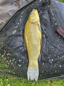 Tench
