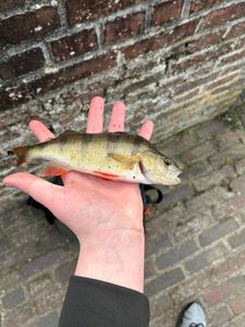 European Perch