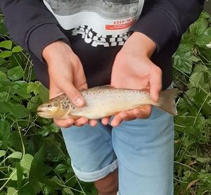 Brown Trout