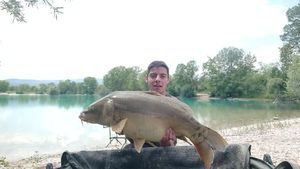 Mirror Carp