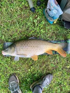 Common Carp
