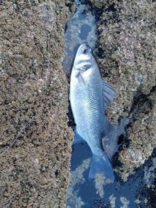 European Bass (Seabass)