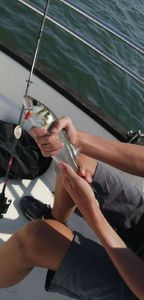 European Bass (Seabass)