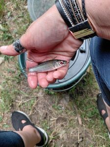 Roach