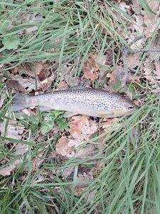 Brown Trout