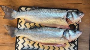 European Bass (Seabass)