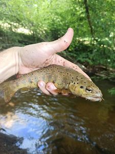 Brown Trout