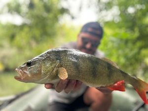 European Perch