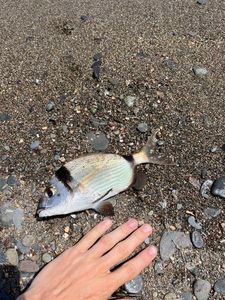 Black Seabream