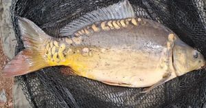 Mirror Carp
