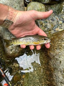 Brown Trout