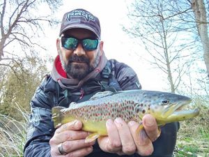 Brown Trout