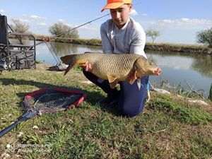 Common Carp