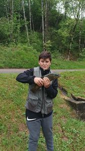 Brown Trout