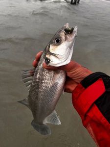European Bass (Seabass)