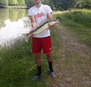 Zander