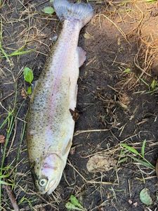 Lake Trout