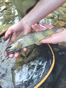 Brown Trout