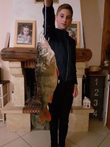 European Perch