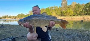 Common Carp