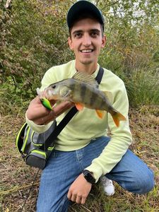 Yellow Perch