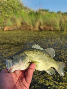 Largemouth Bass