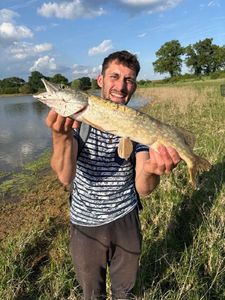 Northern Pike