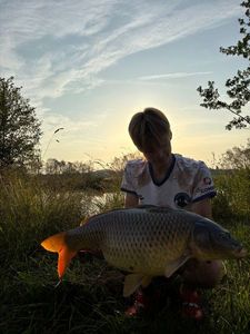 Common Carp