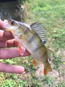 European Perch