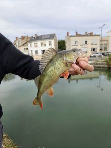 European Perch