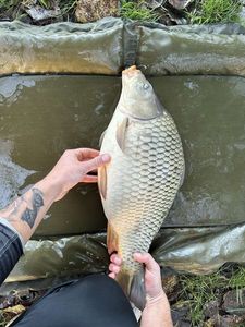 Common Carp