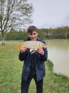 Common Carp