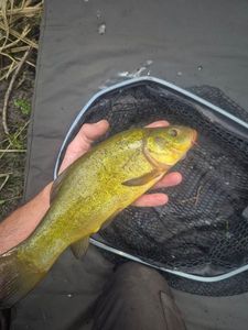 Tench
