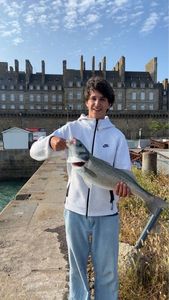 European Bass (Seabass)