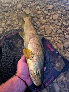 Brown Trout