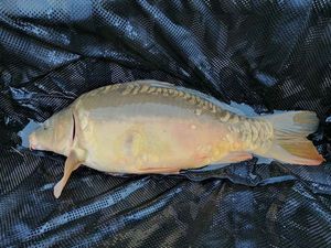Mirror Carp