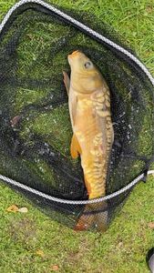 Leather Carp