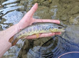 Brown Trout